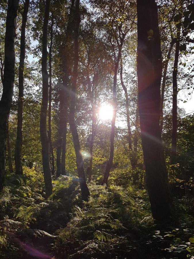 Sonnenstrahl Im Kuestenwald Gelbensande Kültér fotó